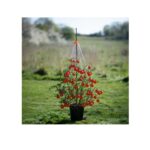 Stringy Thingy - Plant Support, Stringy Thingy, Plant Support