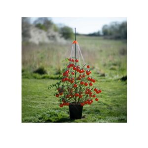 Stringy Thingy - Plant Support, Stringy Thingy, Plant Support