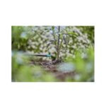 Gardena Endline Drip Head 2 l/h, Drippers, Garden Irrigation Parts, Gardena, Drippers & Sprayers