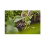Gardena Inline Drip Head 2 l/h, Drippers, Garden Irrigation Parts, Gardena, Drippers & Sprayers