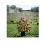 Stringy Thingy - Plant Support, Stringy Thingy, Plant Support, Plant Training & Accessories, Plant Support