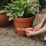 Copper Tape - Slug & Snail Repellent, Pest Control, Gardening Essentials, Greenhouse Essentials, Pest Control
