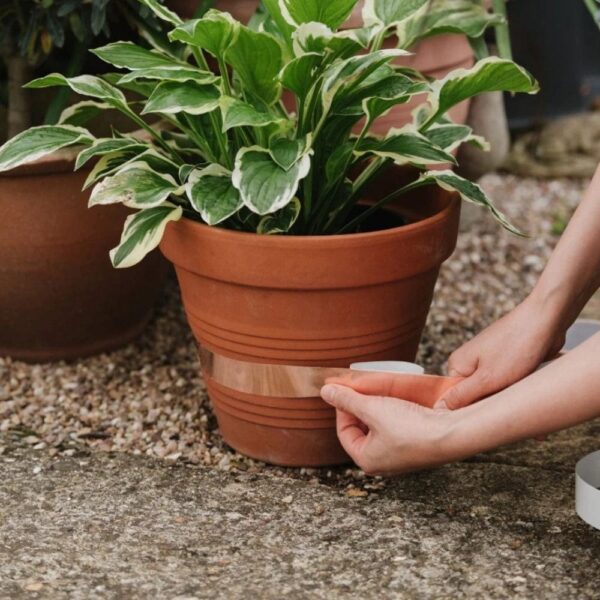 Copper Tape - Slug & Snail Repellent, Pest Control, Gardening Essentials, Greenhouse Essentials, Pest Control