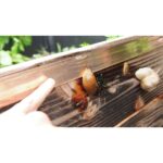 Copper Tape - Slug & Snail Repellent, Pest Control, Gardening Essentials, Greenhouse Essentials, Pest Control