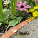 Copper Tape - Slug & Snail Repellent, Pest Control, Gardening Essentials, Greenhouse Essentials, Pest Control